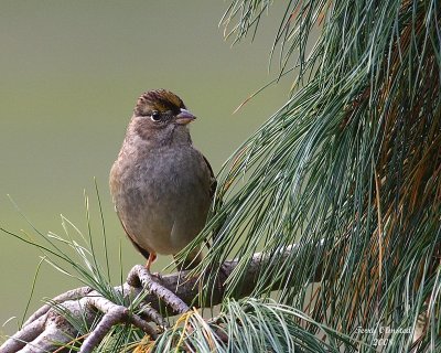 10-17-08 golden crowned sparrow_3638.JPG