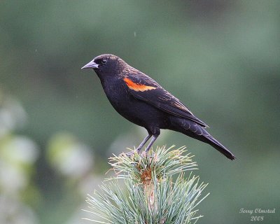10-2-08 rw blackbird on pine_3240.jpg