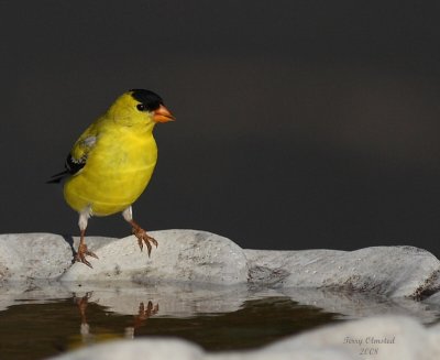 5-16-08 goldfinch at birdbath_0509.jpg