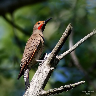 5-27-08 m flicker_0779c3_.jpg