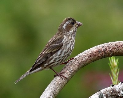 5-29-08 fm purple finch_0815_filtered.jpg