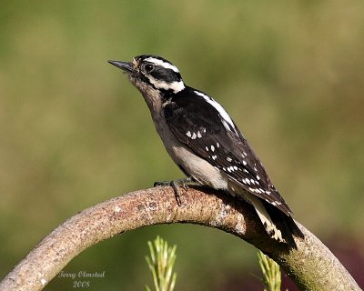 5-30-08 hairy woodpecker_0831.JPG