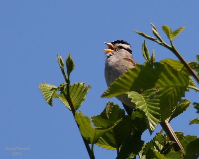 6-15-08 white-crowned sparrow singing_1368.JPG