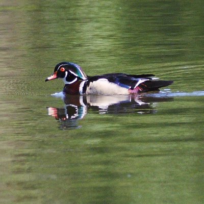 6-14-08 wood duck_1345.JPG