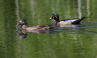 6-14-08 wood ducks_1276.jpg