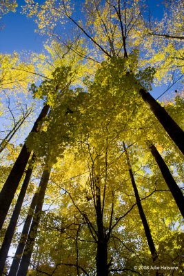 Tall Fall Trees