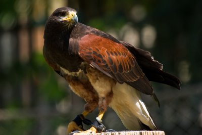 Red Tailed Hawk