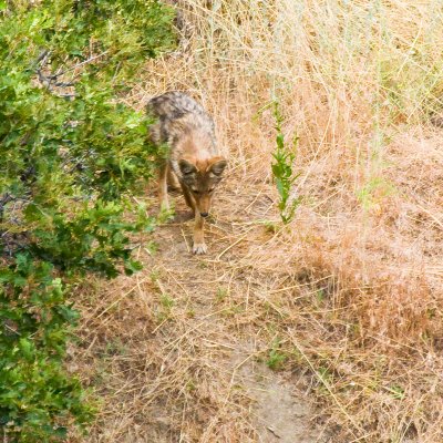 Neighborhood Coyote - 1st picture