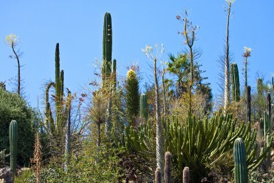 Baja Cactus Garden