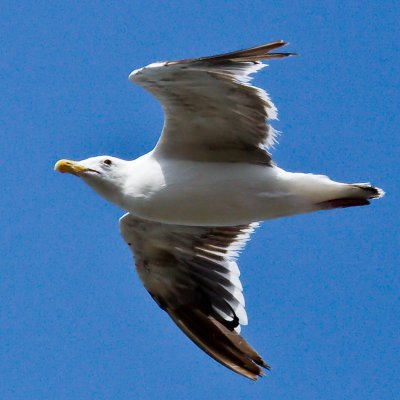 Gull passing by the deck