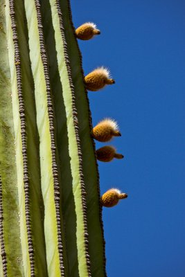 Giant Saguaro (buds?)