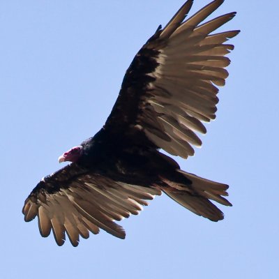 Turkey vulture (way) overhead