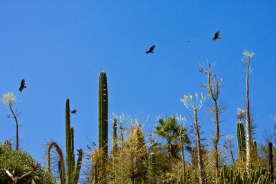 Turkey vultures over Baja Cactus Garden