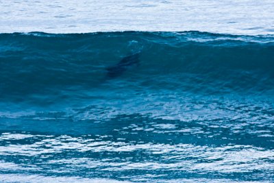 Dolphin up wave