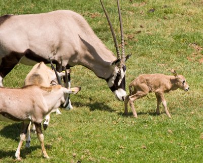 Oryx herding her newborn