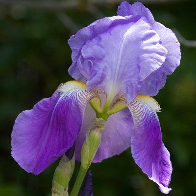 Purple Iris volunteer