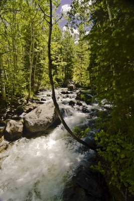 South side of stream (Bells Cyn)