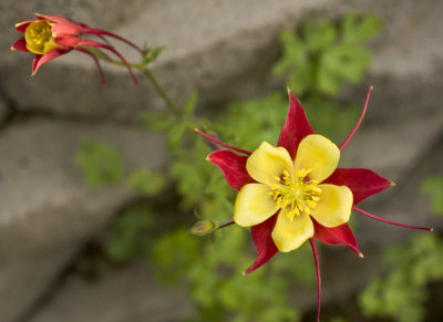 Scarlet Columbine