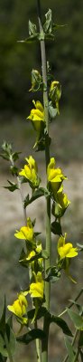 Common Toadflax