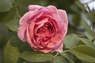 Rose - late day sun