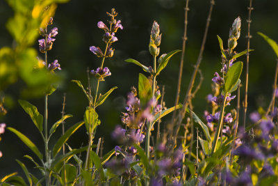 Lavender - late day sun