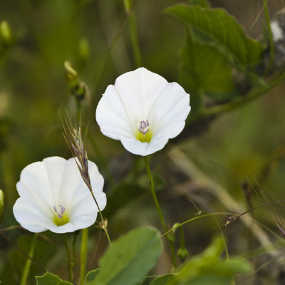 Jimson Weed II