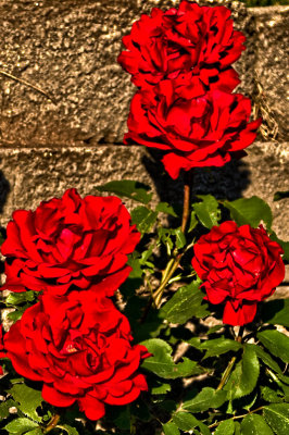 HDR Roses