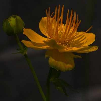 Flower - TBD