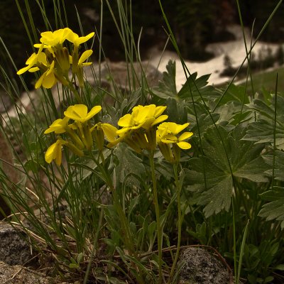 Wild Flower, Snow in Background