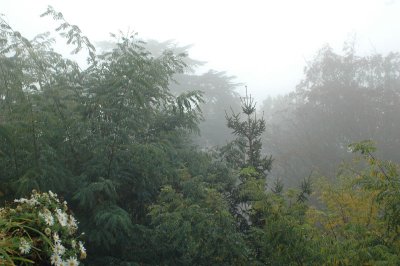 From my window this morning (October 11, 2008)