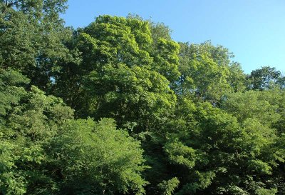 From my other window this morning (June 21, 2008)