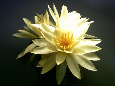 Flower Lotus White