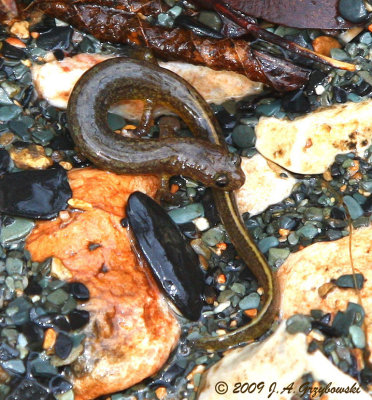 metamorphic Oklahoma Salamander (Eurycea tynerensis)