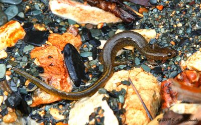 metamorphic Oklahoma Salamander (Eurycea tynerensis)