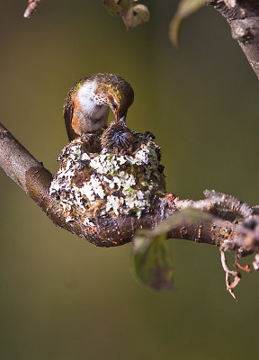 Colibri scintillant