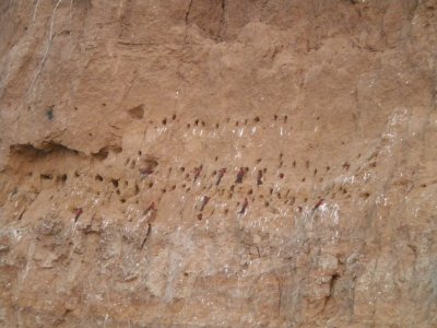 Bee Eater nests with Bee Eaters.jpg