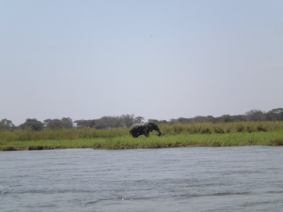 Kiambi Elephants 002.jpg