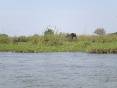 Kiambi Elephants 003.jpg
