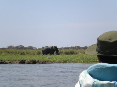 Kiambi Elephants 005.jpg