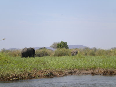Kiambi Elephants 006.jpg