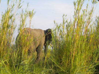 Kiambi Elephants 013.jpg