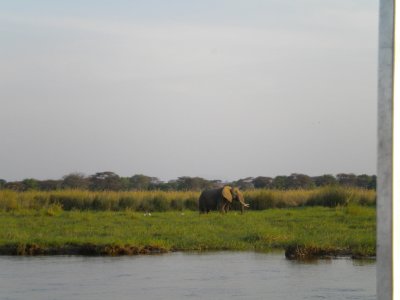 kiambi_elephants