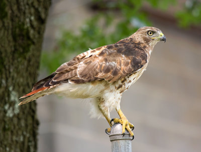 Red-tailed Hawk, young adult