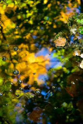 Fall reflections