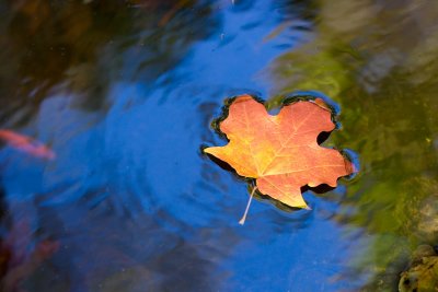 Fall reflections