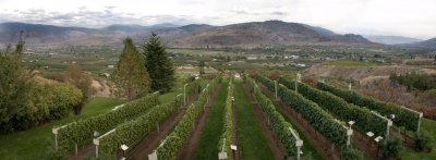 Tinhorn Winery BC Panorama.jpg