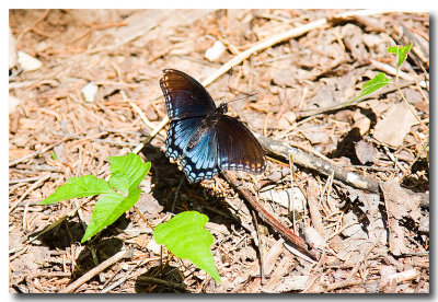 Tennessee Butterflies