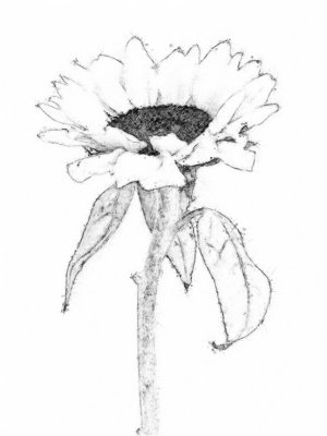 Sunflower Pen & Pencil Drawing