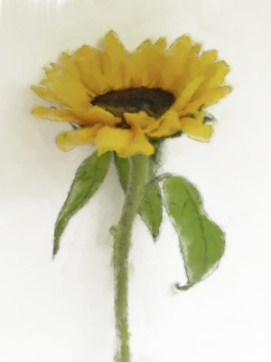 Sunflower Chalk