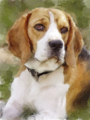 Beagle